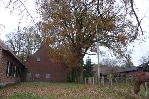 Hofeichen